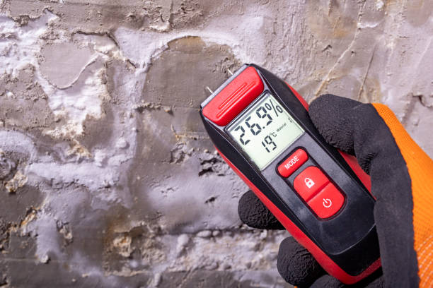 Best Insurance-Related Mold Remediation in Milton, FL