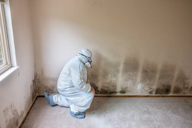 Best White Mold Remediation in Milton, FL