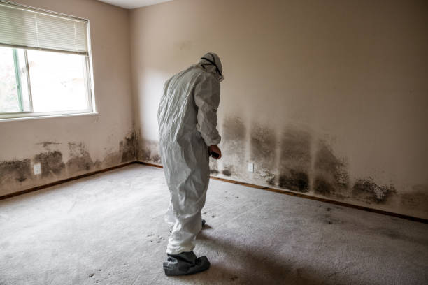 Best Attic Mold Remediation in Milton, FL